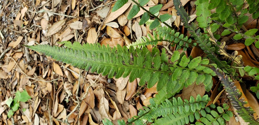 Deparia lobato-crenata plantplacesimage20190413_132112.jpg