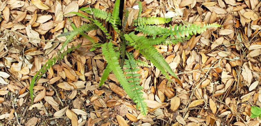 Deparia lobato-crenata plantplacesimage20190413_132124.jpg