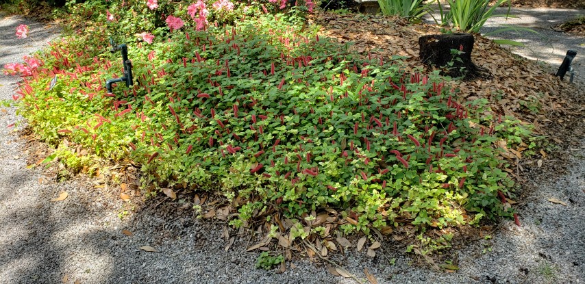 Acalypha hispida plantplacesimage20190413_132244.jpg