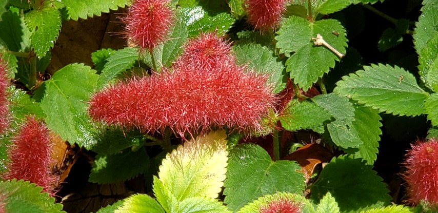 Acalypha hispida plantplacesimage20190413_132259.jpg