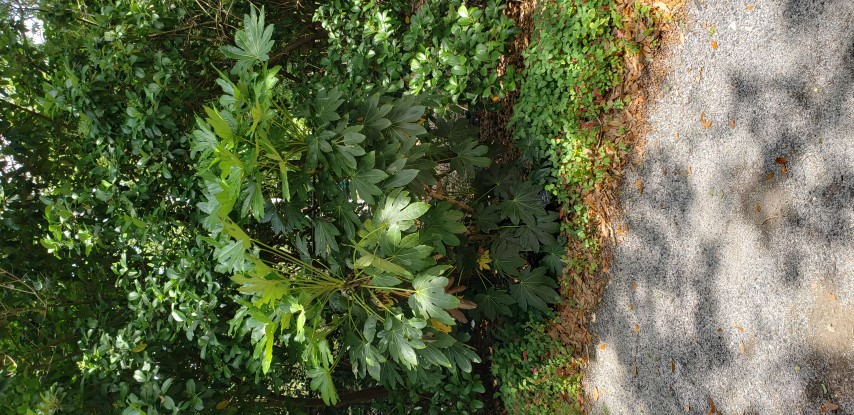 Fatsia japonica plantplacesimage20190413_132353.jpg