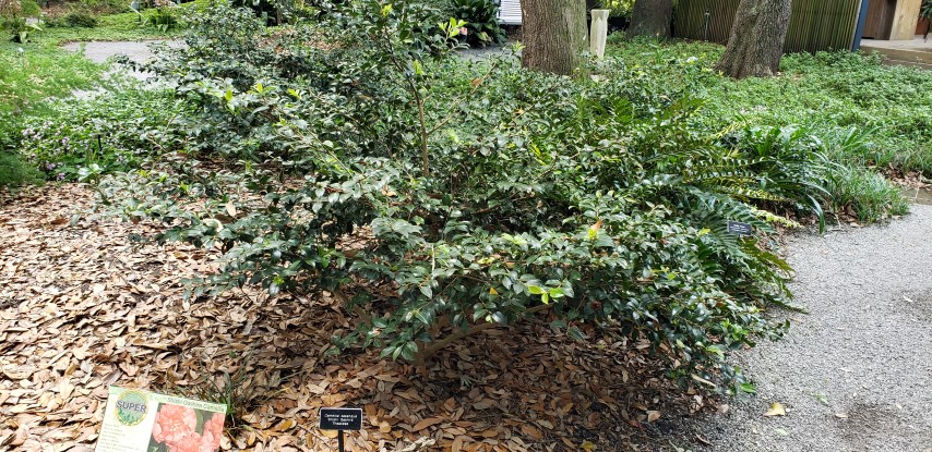 Camellia sasanqua plantplacesimage20190413_132509.jpg