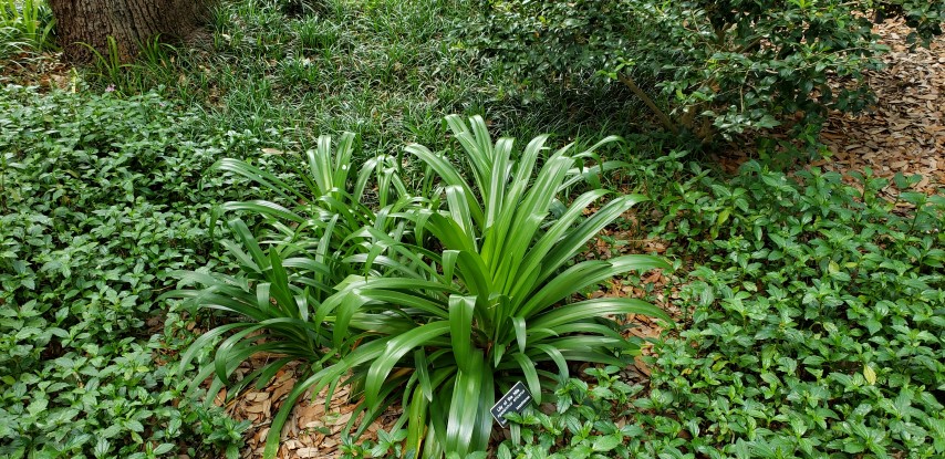 Agapanthus africanus plantplacesimage20190413_132803.jpg