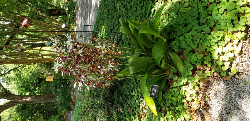 Phaius tankervilliae plantplacesimage20190413_132915.jpg