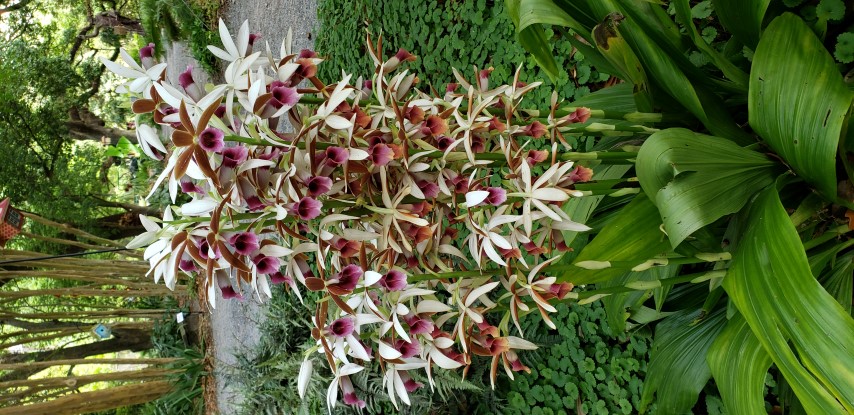 Phaius tankervilliae plantplacesimage20190413_132926.jpg