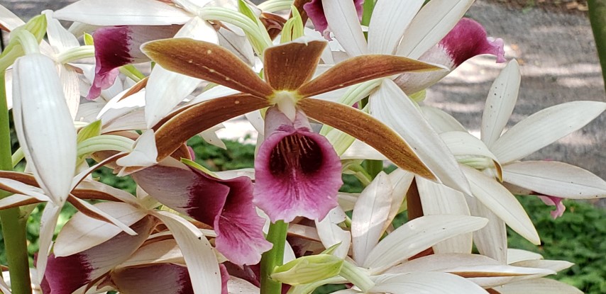 Phaius tankervilliae plantplacesimage20190413_132934.jpg