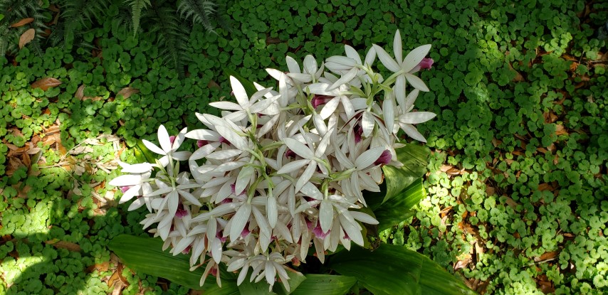 Phaius tankervilliae plantplacesimage20190413_132951.jpg