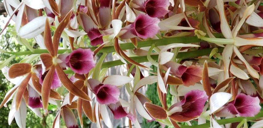 Phaius tankervilliae plantplacesimage20190413_133000.jpg