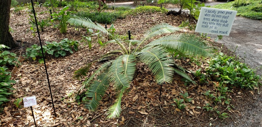 Dioon edule plantplacesimage20190413_133042.jpg