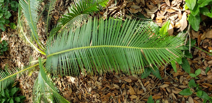 Dioon edule plantplacesimage20190413_133057.jpg