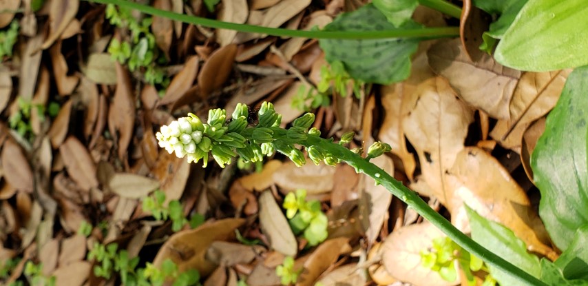 Drimiopsis maculata plantplacesimage20190413_133137.jpg