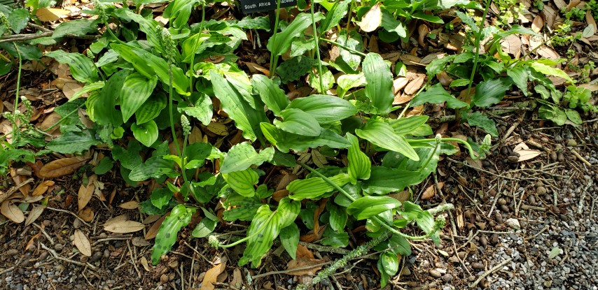 Drimiopsis maculata plantplacesimage20190413_133152.jpg