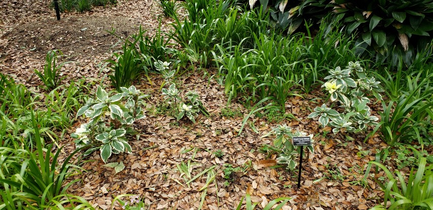 Hydrangea macrophylla plantplacesimage20190413_133714.jpg