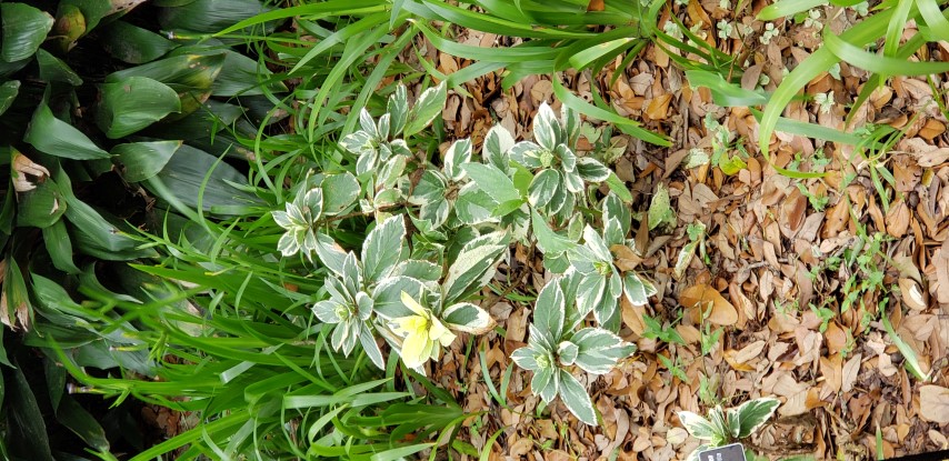 Hydrangea macrophylla plantplacesimage20190413_133725.jpg