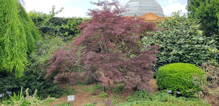 Acer palmatum var. dissectum plantplacesimage20190413_134402.jpg