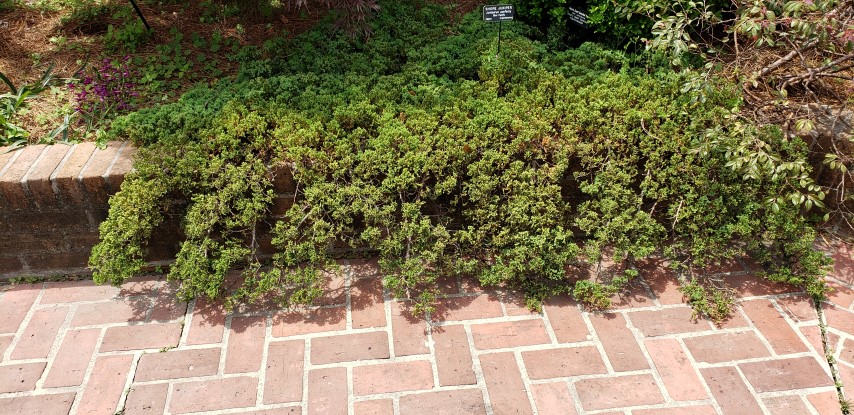 Juniperus conferta plantplacesimage20190413_134438.jpg