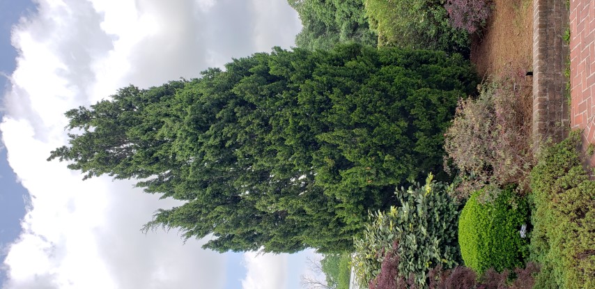 Juniperus virginiana plantplacesimage20190413_134551.jpg