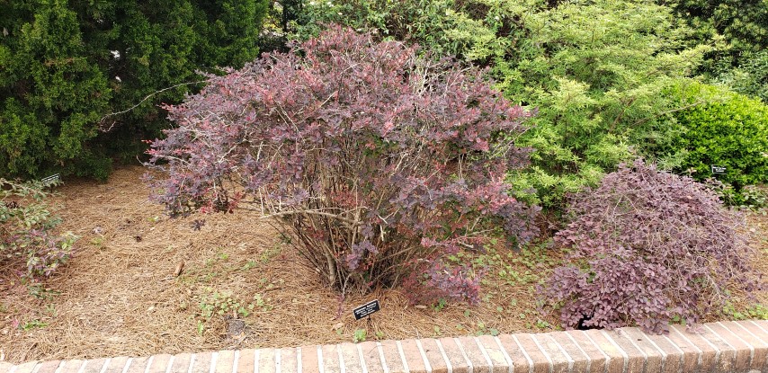 Berberis thunbergii plantplacesimage20190413_134701.jpg