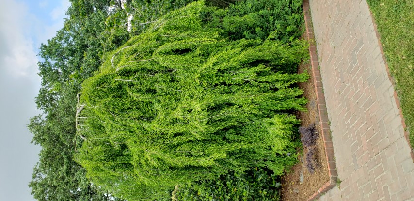 Taxodium distichum plantplacesimage20190413_135308.jpg