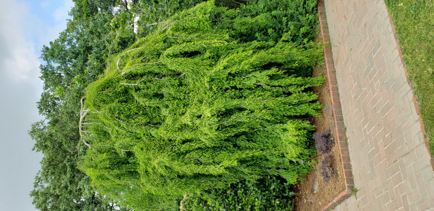 Taxodium distichum  plantplacesimage20190413_135308.jpg