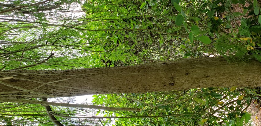 Taxodium distichum  plantplacesimage20190413_135335.jpg