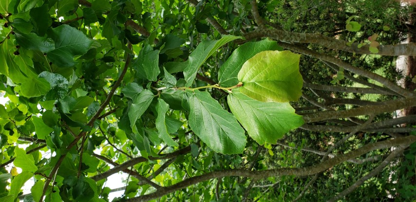 Parrotia persica plantplacesimage20190413_135424.jpg