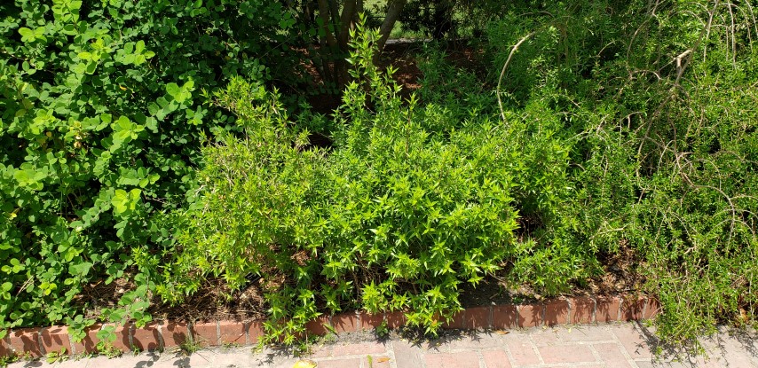 Anisacanthus wrightii plantplacesimage20190413_135519.jpg