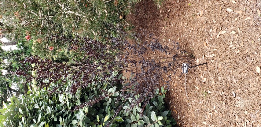 Lagerstroemia indica plantplacesimage20190413_135810.jpg