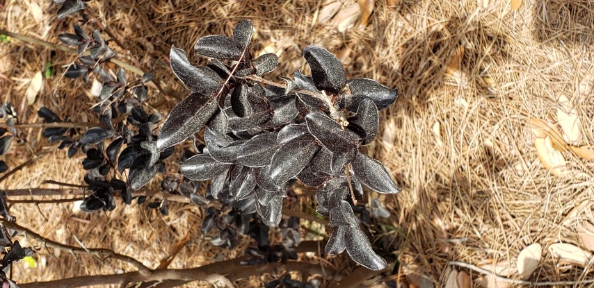 Lagerstroemia indica plantplacesimage20190413_135820.jpg