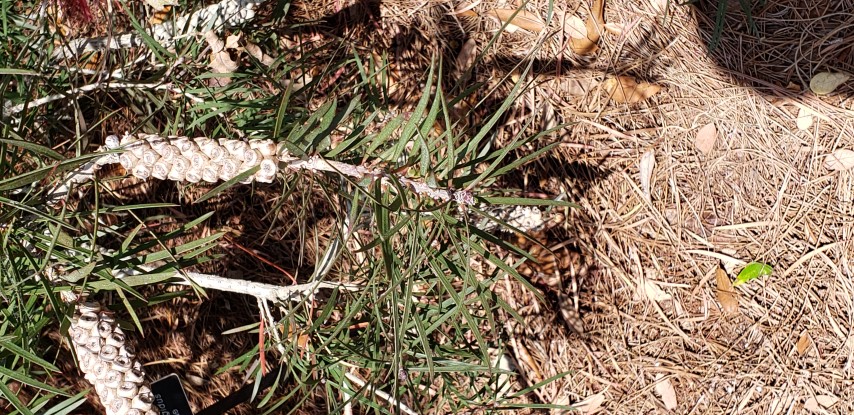 Callistemon rigidus plantplacesimage20190413_135907.jpg