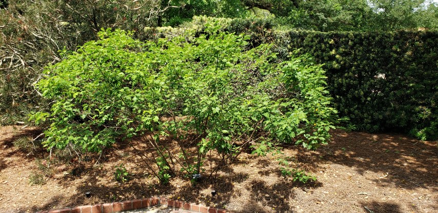 Cassia splendida plantplacesimage20190413_140025.jpg