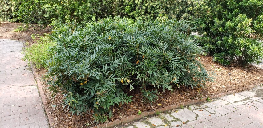 Mahonia fortunei plantplacesimage20190413_140225.jpg