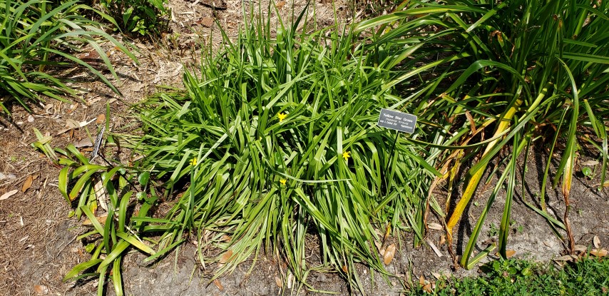 Hypoxis hirsuta plantplacesimage20190413_140846.jpg