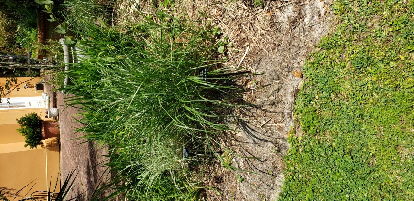 Miscanthus sinensis plantplacesimage20190413_140913.jpg