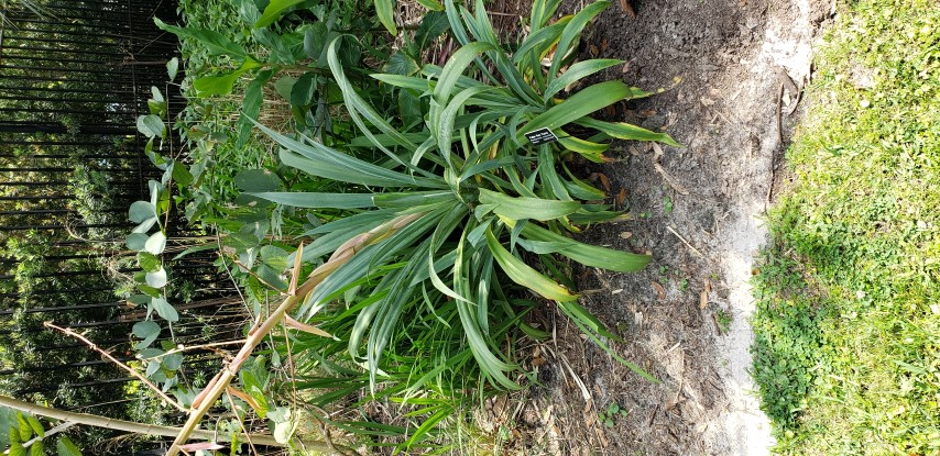 Beschorneria yuccoides plantplacesimage20190413_141002.jpg