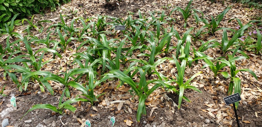 Crinum americanum plantplacesimage20190413_141110.jpg