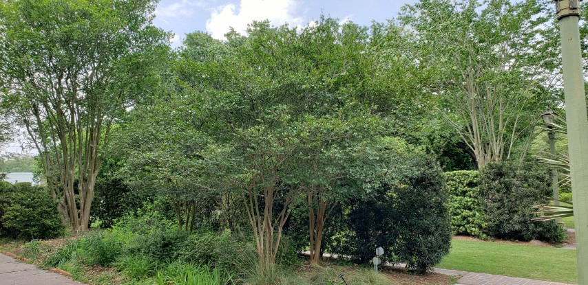 Lagerstroemia indica plantplacesimage20190413_141241.jpg