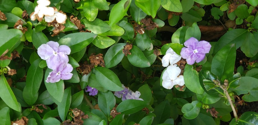 Brunfelsia pauciflora plantplacesimage20190413_141643.jpg