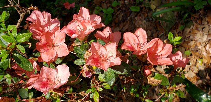 Rhododendron x indica plantplacesimage20190413_141805.jpg