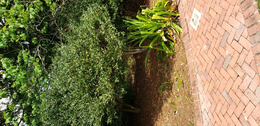 Camellia sasanqua plantplacesimage20190413_141913.jpg