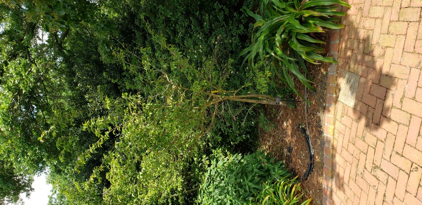 Camellia sasanqua plantplacesimage20190413_142009.jpg