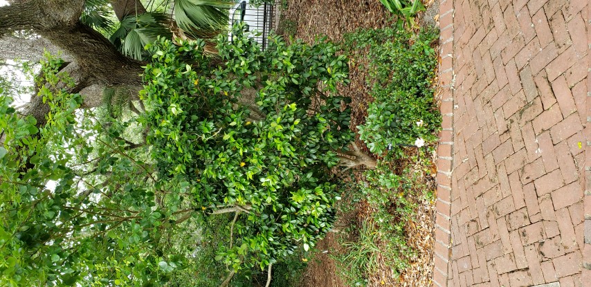 Camellia japonica plantplacesimage20190413_142102.jpg