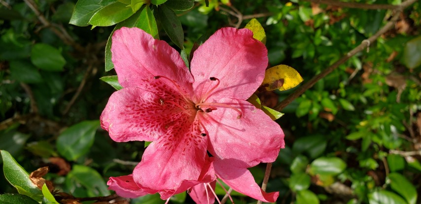 Rhododendron x hybrida plantplacesimage20190413_142213.jpg