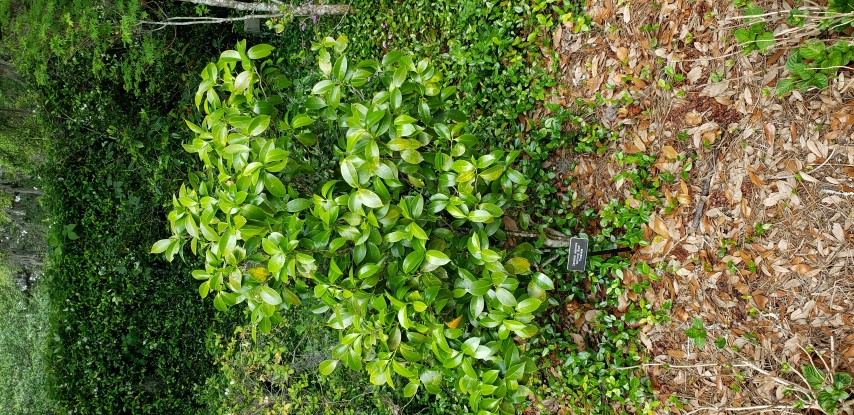 Camellia japonica plantplacesimage20190413_142255.jpg