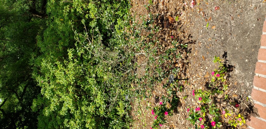 Camellia sasanqua plantplacesimage20190413_142447.jpg