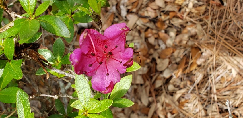 Rhododendron x plantplacesimage20190413_142600.jpg