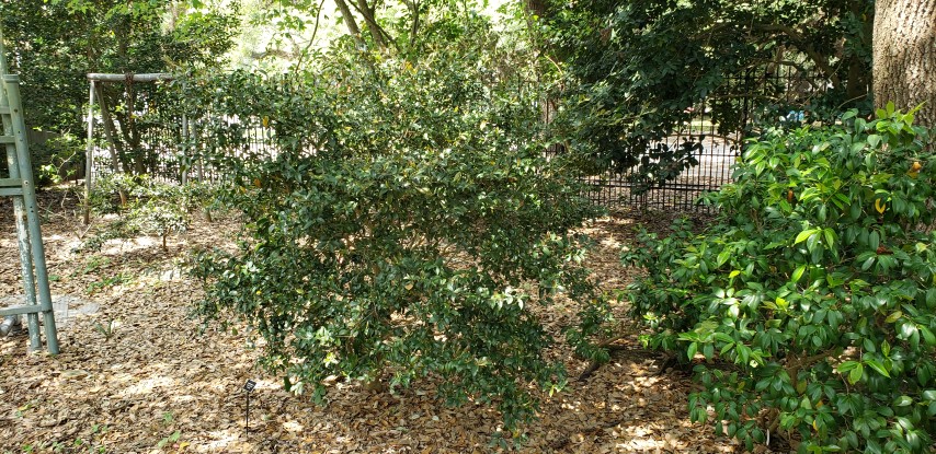 Camellia japonica plantplacesimage20190413_142659.jpg