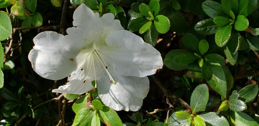 Rhododendron  plantplacesimage20190413_142826.jpg