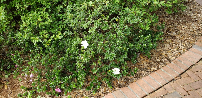 Rhododendron  plantplacesimage20190413_142849.jpg