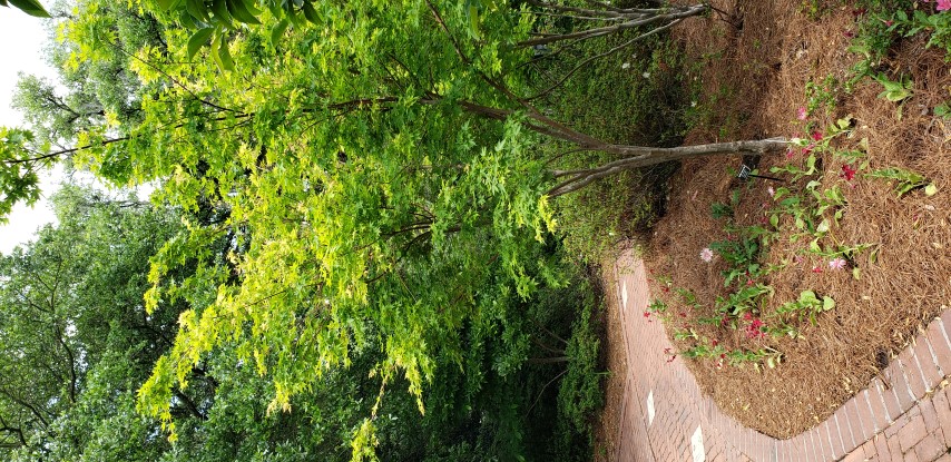 Acer japonicum plantplacesimage20190413_142947.jpg